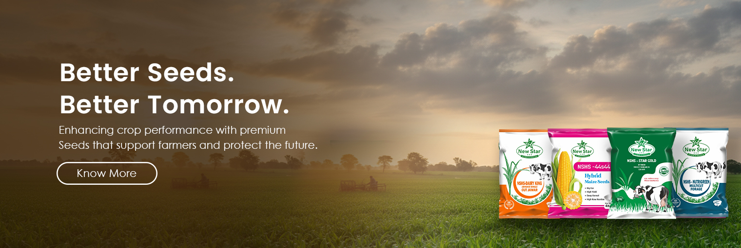 New star banner new 01