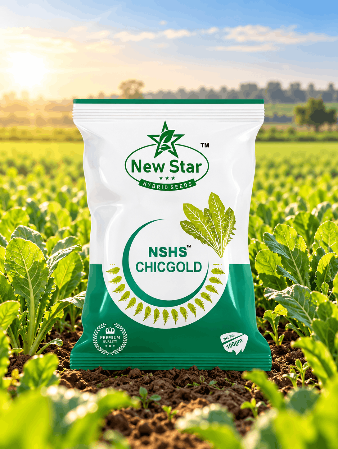 CHICGOLD FODDER CHICORY2